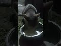 Poor hungry Cat