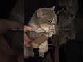 😂relatable? ||#relatablemems #funnyshorts #shortsviral #viralvideo #cat !!