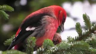 CUTE BIRD TWO-BARRED CROSSBILL (LOXIA LEUCOPTERA)
