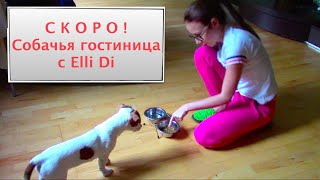 Гостиница для собак с Elli Di. Передержка для собак, дрессировка, дог ситтер. Кому оставить собаку. Гостиница для собак с Elli Di. Передержка для собак, дрессировка, дог ситтер. Кому оставить собаку.