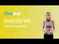 БИОЛОГИЯ 7 класс: Класс Рептилии Отряд Чешуйчатые | Прыткая ящерица