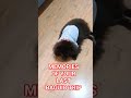 CUTE K9 DEMON LAST LONGEST TRIP IN YOUR 16 YEARS JOURNEY ITS BEEN 14 DAYS SINCE YOU WERE GONE рџ рџ µ CUTE K9 DEMON LAST LONGEST TRIP IN YOUR 16 YEARS JOURNEY ITS BEEN 14 DAYS SINCE YOU WERE GONE рџ рџ µ
