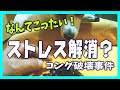 【ジャックラッセルテリア】雪の日に散歩に行けないからって...お留守番用コングが無残にも...jackrussellterrier 🐶