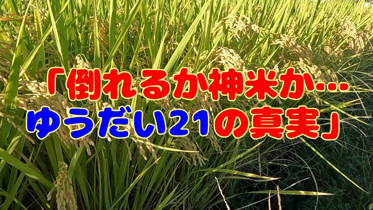I was able to buy the Yudai 21 rice seeds that I was on the