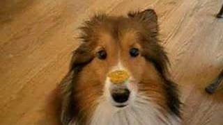 Sheltie Eating Cookie