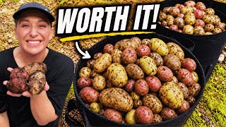 Growing Potatoes in Grow Bags & GreenStalks | Potato Harvest Results & Was It Worth It?