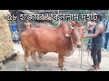          cow price in bangladesh border village cows