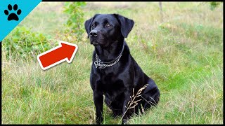 Why Black Dogs Are Not Adopted As Often As Others (SAD 💔) by Dogtube 424 views 9 months ago 2 minutes, 6 seconds