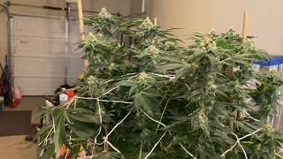 Amherst Sour Diesel (Humbolt Seed Org) Grow Day 39F Outta the Tent for some TLC