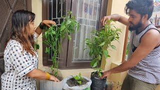 Himesh Megha Planting [ tree of Chilli ] Himesh /Megha