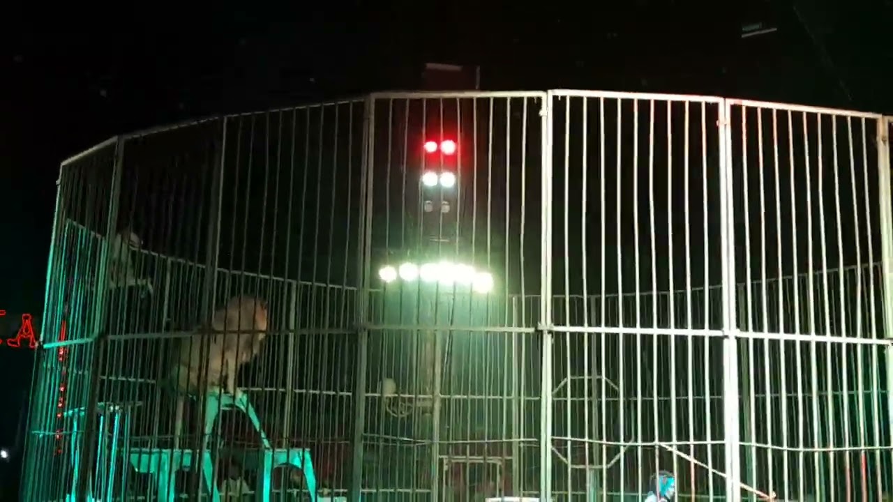 تابع٠٠٠ سيرك عمار