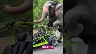 Roll Tide #dunebuggies #buggyride #automobile