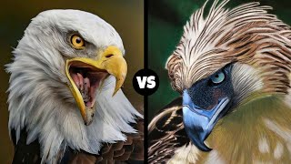 BALD EAGLE VS PHILIPPINE EAGLE - Which is the strongest?