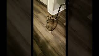 Rabbit having seizure