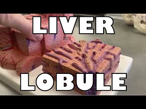 Liver Lobule Model