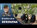 EL CULTIVO DE LA BERENJENA. Huerto familiar. Guía completa en HD