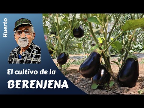 𝗕𝗘𝗥𝗘𝗡𝗝𝗘𝗡𝗔𝗦: COMO CULTIVAR BERENJENAS. Cultivo completo