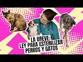La Breve: aprobada ley para esterilizar perros y gatos