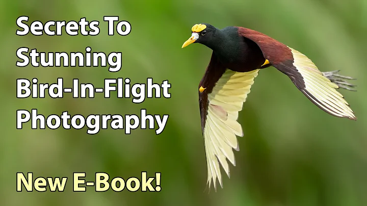 Secrets To Stunning Bird-In-Flight Photography E-B...
