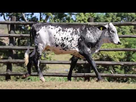 LOTE 23 2115 CT
