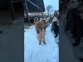 #прокалининград