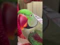 🙏🦜🦋✨आप सभी को राधे राधे आप सभी लोग चैनल को सपोर्ट करिए 🤝🙏🙏 #hindisong #viral #shorts #parrot #funny