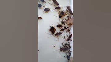 If you want to slow down roaches infestation used glue traps under appliances  used bait  and IGRs.