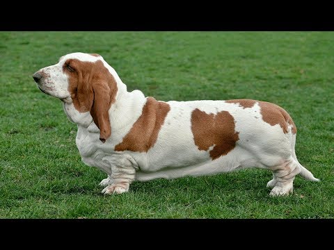 10 Razas De Perros De Talla Mediana Más Populares hqdefault