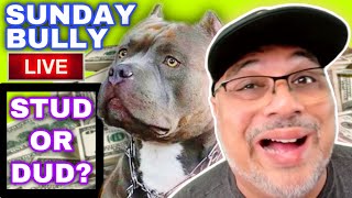 How To Rate A Stud | American Bully XL