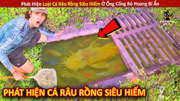 Phát Hiện Loài Cá Râu Rồng Siêu Hiếm Ở Ống Cống Bỏ Hoang Bí Ẩn || Review Giải Trí Đời Sống
