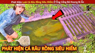 Phát Hiện Loài Cá Râu Rồng Siêu Hiếm Ở Ống Cống Bỏ Hoang Bí Ẩn Review Giải Trí Đời Sống