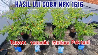 The results of the NPK 1616 trial, which is the densest. #npk1616 #chili