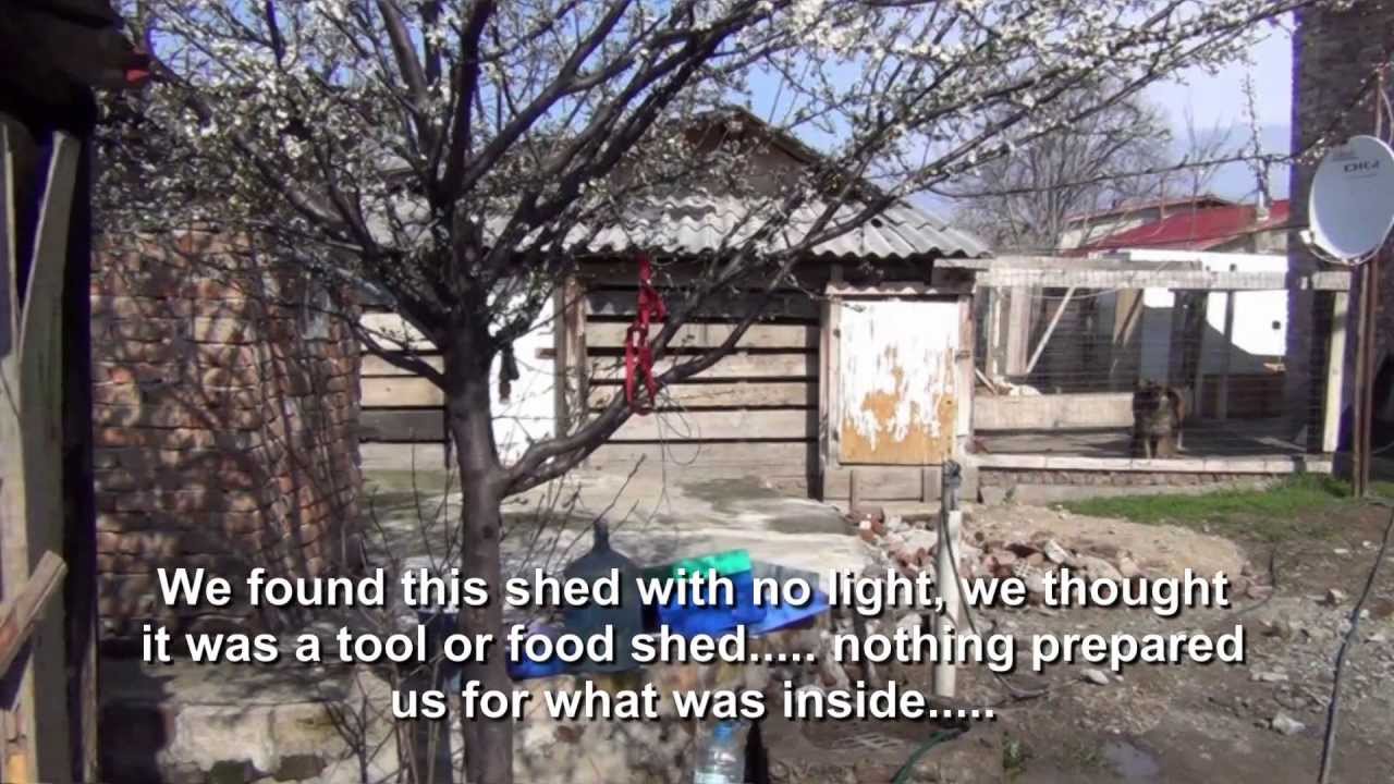 K-9 Angels - The Dogs In The Dark