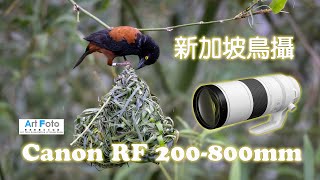 【攝影教學/器材速遞/旅遊攝影 #390】新加坡鳥攝 Canon RF 200-800mm   (CC 中文字幕) - Alex Fung FRPS, GMPSA, EFIAP/p