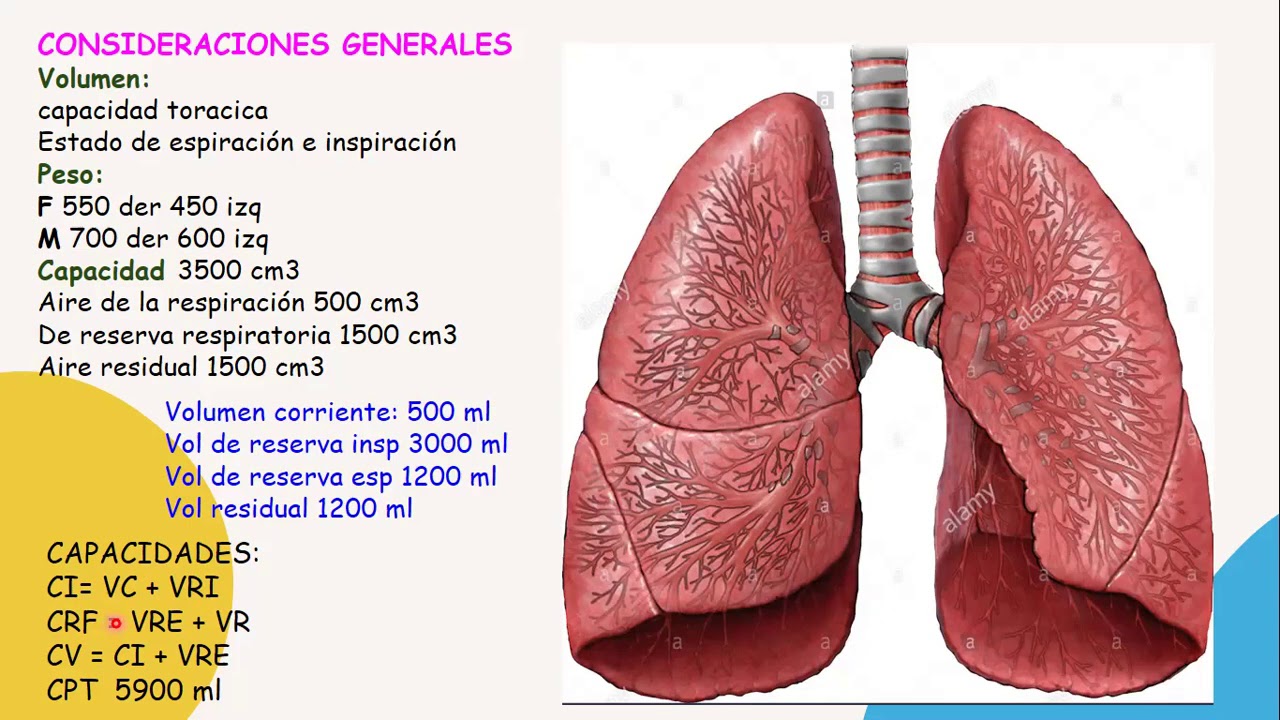 Anatomía pulmonar, configuración externa. YouTube