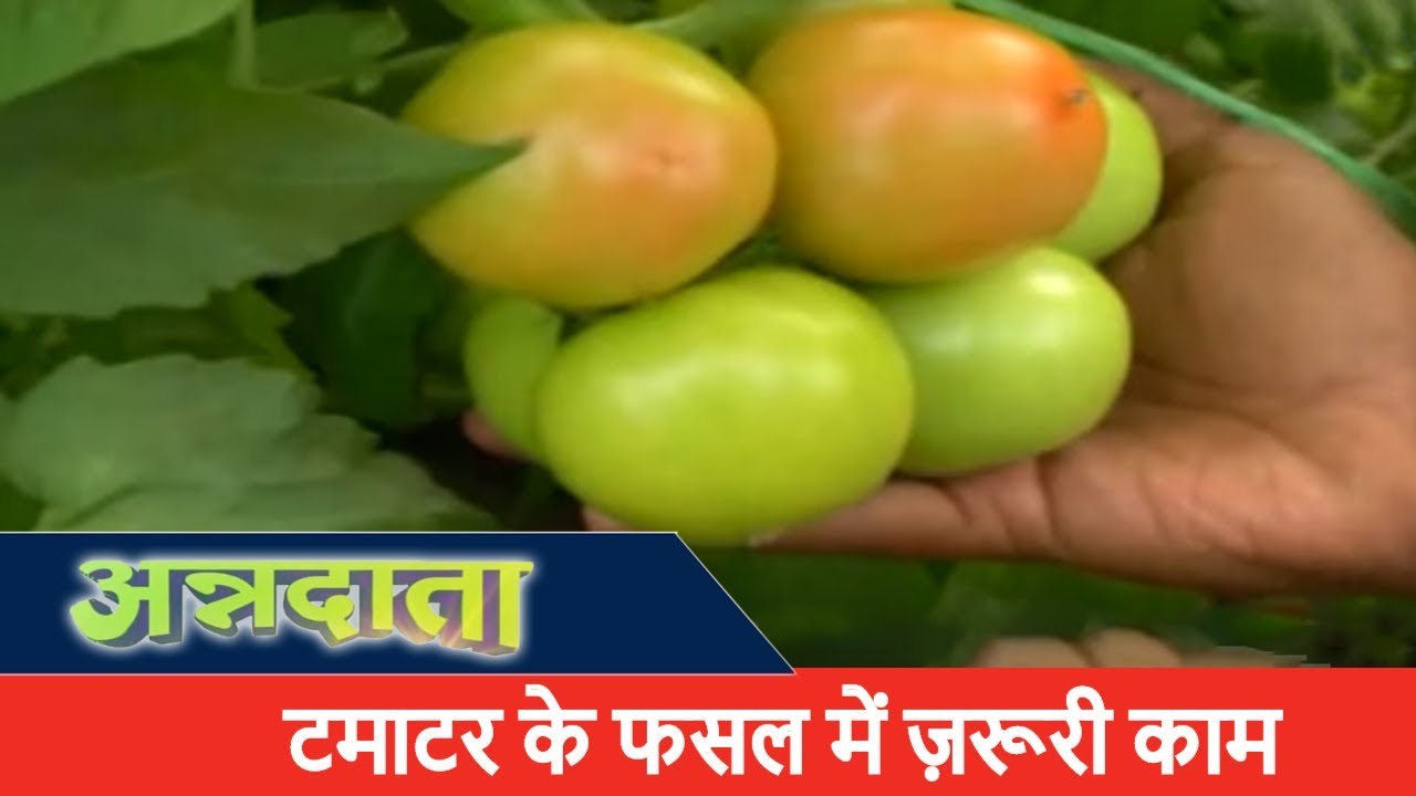 Tomato Harvesting in India Tomato Farming in India Annadata ETV