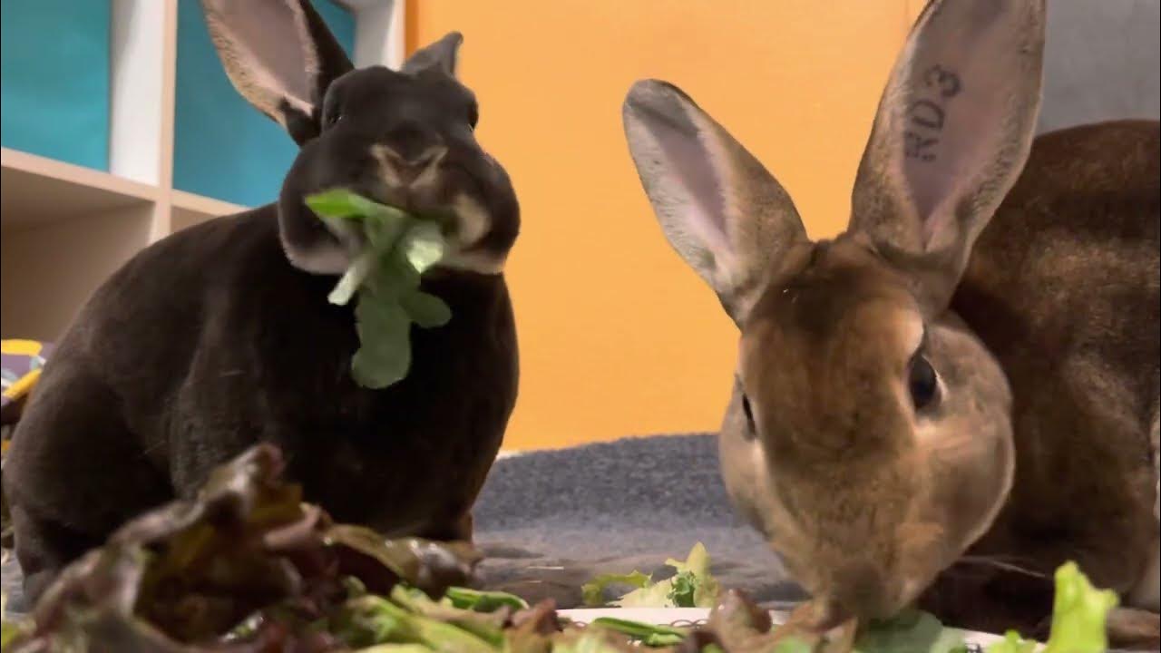 Rabbits munching cilantro, red leaf lettuce, curly kale and collard