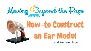Ear Model Demonstration