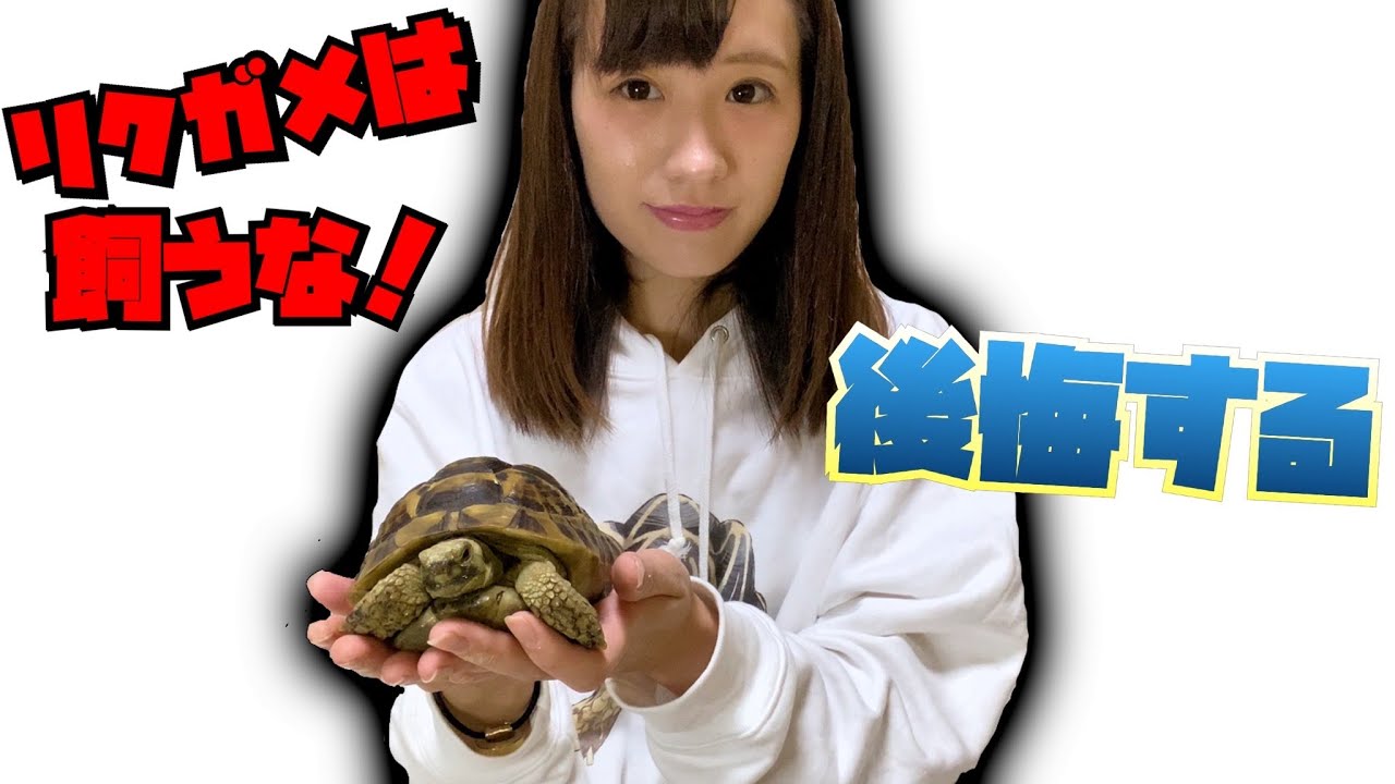 リクガメを飼わないほうがいい理由 Youtube