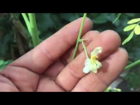 para sirve la flor de moringa