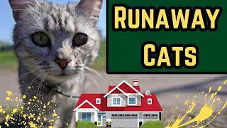 Why Do Cats Run Away From Home?