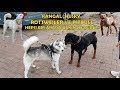 Amstaff Ve Rottweiler İle Sokak Köpeklerinin Arasına Girdik - Husky , Kangal ,  Kafkas Bir Arada