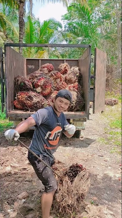 pacarmu Ganteng, ISO Ngene Ora ...😂? #muatsawit