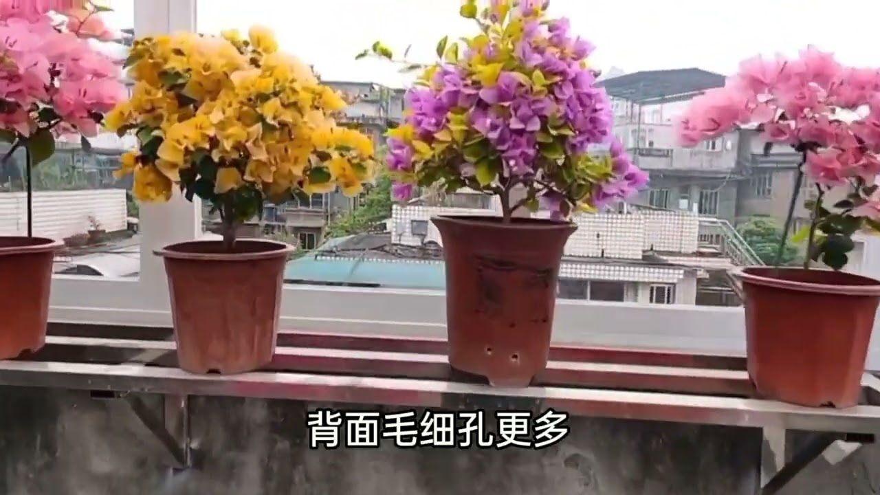 分享让三角梅快速花芽分化的方法 让它开成一个花球只见花不见叶 Youtube