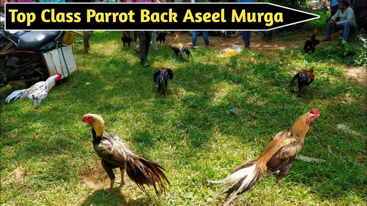 Parrot Back And Short Nose Tempel Tail famous Aseel Murga Market Feko