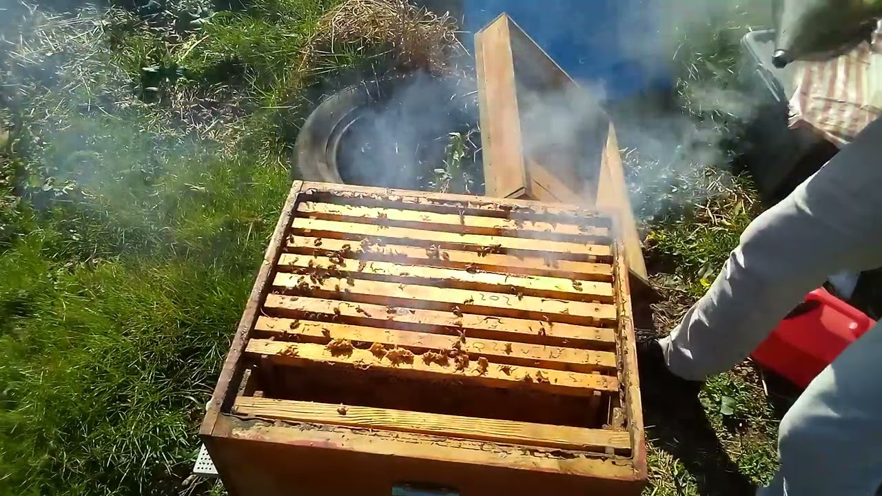 12.03.2025 Allah'ın izniyle sezonu açtık. #arı #bal #ekokoji #honey #animals #bee arhavi