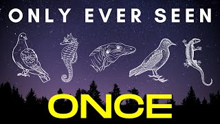 Found Once, Twice, or Thrice - 5 species that were discovered and then lost to science