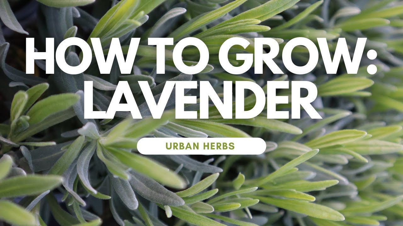 Expert Lavender Growing Tips for Home Gardeners — Empress of Dirt