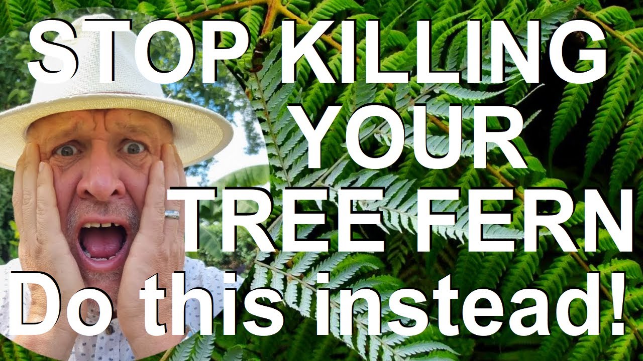 How do you Revive and Rejuvenate a Declining or Dying Tree Fern