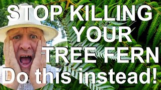 How do you Revive and Rejuvenate a Declining or Dying Tree Fern - Dicksonia antarctica